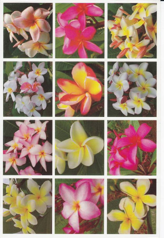 Orchids Hibiscus Flowers Plants Stickers for Children Crafts Kindergarten Birthday 1 sheet 110