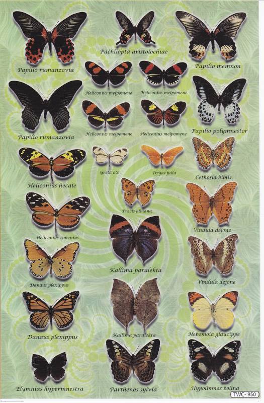 Butterflies Insects Animals Stickers for Children Crafts Kindergarten Birthday 1 sheet 411