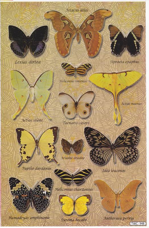 Papillons Insectes Animaux Autocollants pour Enfants Artisanat Maternelle Anniversaire 1 feuille 412